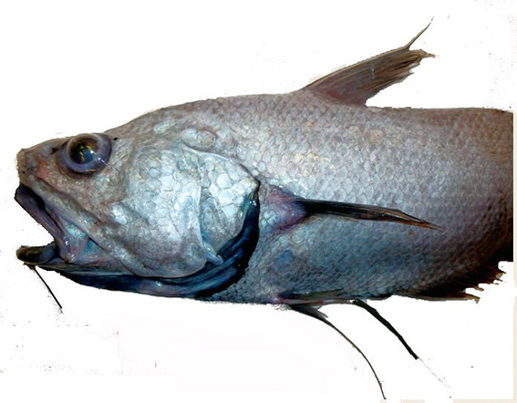Coryphaenoides mediterraneus_003.jpg